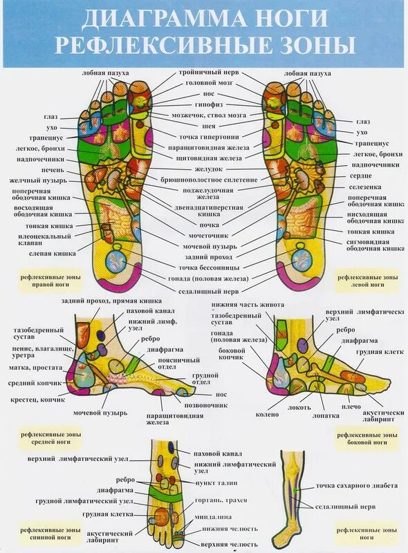 Акупунктурные точки стопы схема расположения Массажер для ног LymphaNorm Foot Master, 6 уровней интенсивности - купить в ООО 