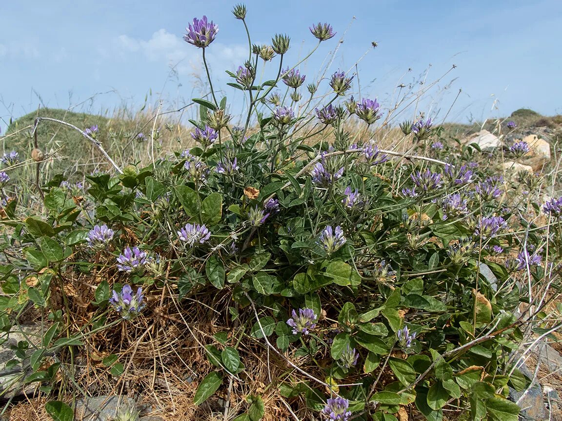 Акурай растение как выглядит Psoralea bituminosa - Image of an specimen - Plantarium