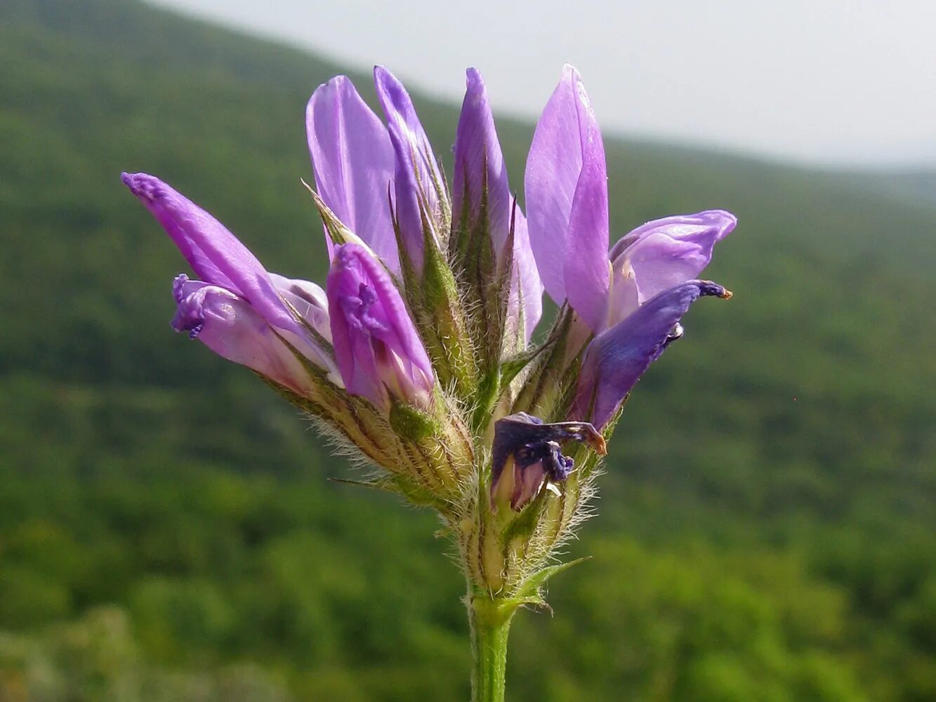 Акурай растение как выглядит Psoralea bituminosa ssp. pontica - Изображение особи - Плантариум