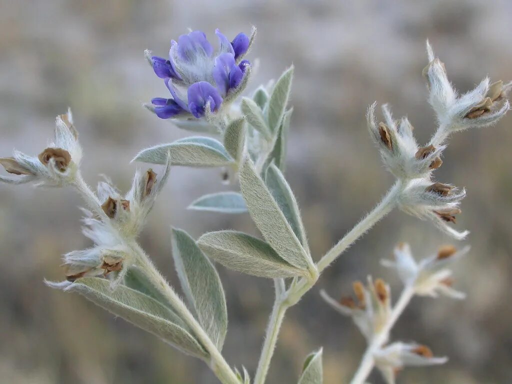Акурай растение как выглядит Pediomelum argophyllum (Psoralea argophylla) The calyx mea. Flickr