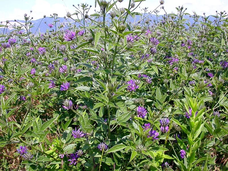 Акурай растение как выглядит Psoralea bituminosa ssp. pontica - Изображение особи - Плантариум