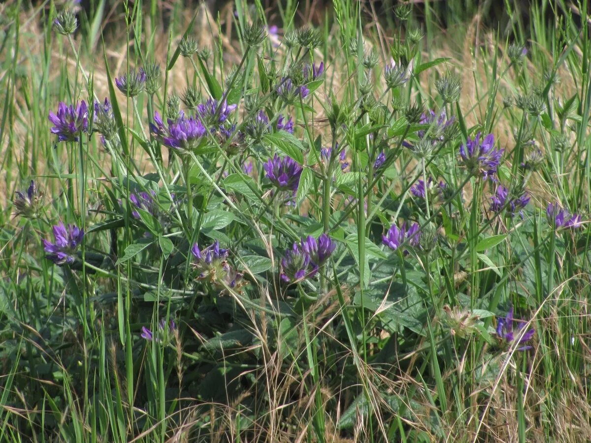 Акурай растение как выглядит Psoralea bituminosa ssp. pontica - Image of an specimen - Plantarium