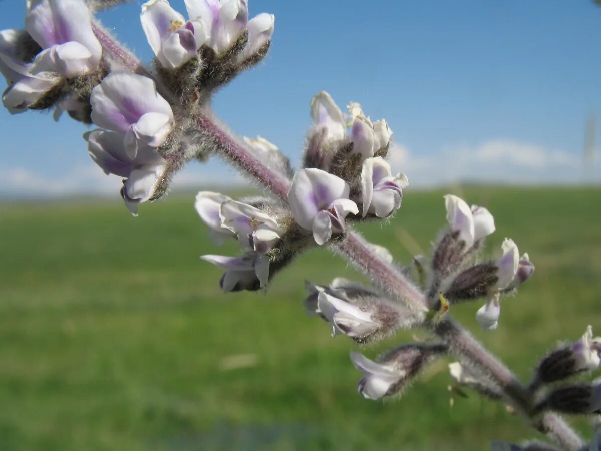 Акурай растение как выглядит Psoralea drupacea - Image of an specimen - Plantarium
