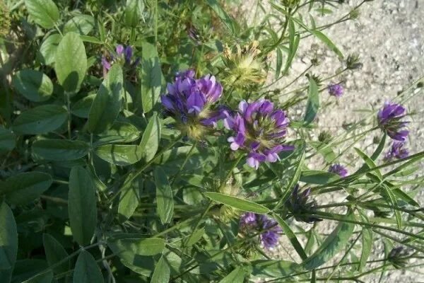 Акурай растение как выглядит Купить семена, растение - Псоралея (Psoralea) Травушка-муравушка