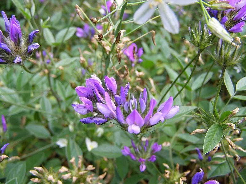 Акурай растение как выглядит Psoralea bituminosa ssp. pontica - Image of an specimen - Plantarium