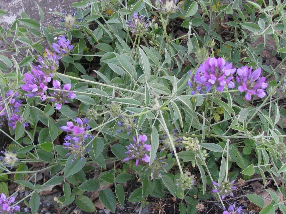 Акурай растение как выглядит Psoralea bituminosa ssp. pontica - Image of an specimen - Plantarium