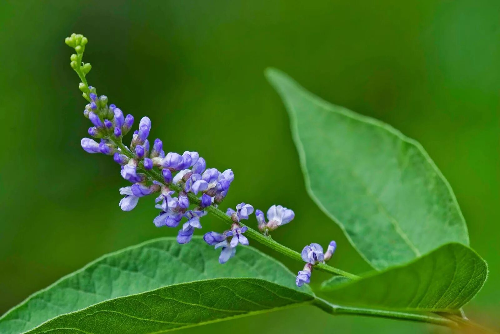Акурай растение как выглядит Plant of the Week: French Grass (Orbexilum onobrychis or Psoralea onobrychis) Na