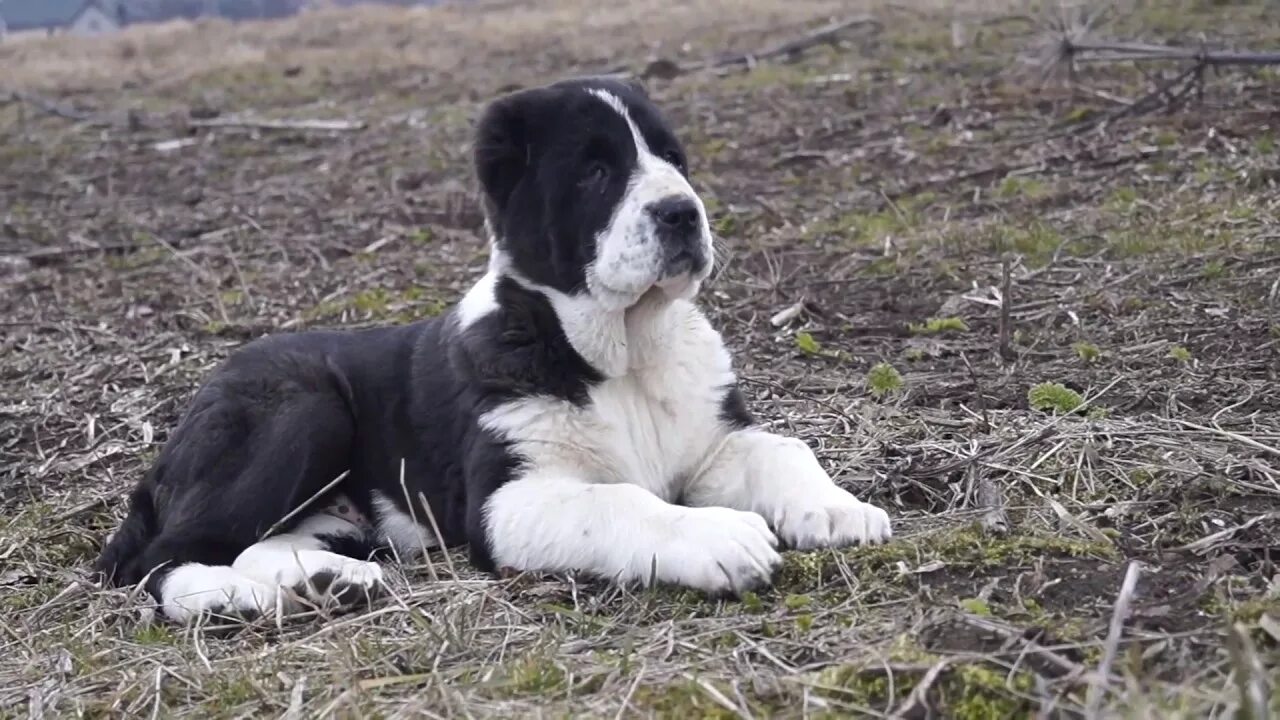 Алабай 4 месяца фото НикитА 2, 5 месяца - YouTube