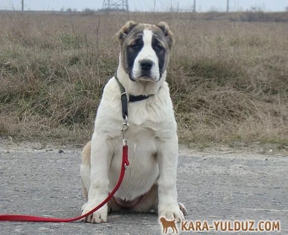 Алабай 4 месяца фото Утама570 Питомник Кара Юлдуз