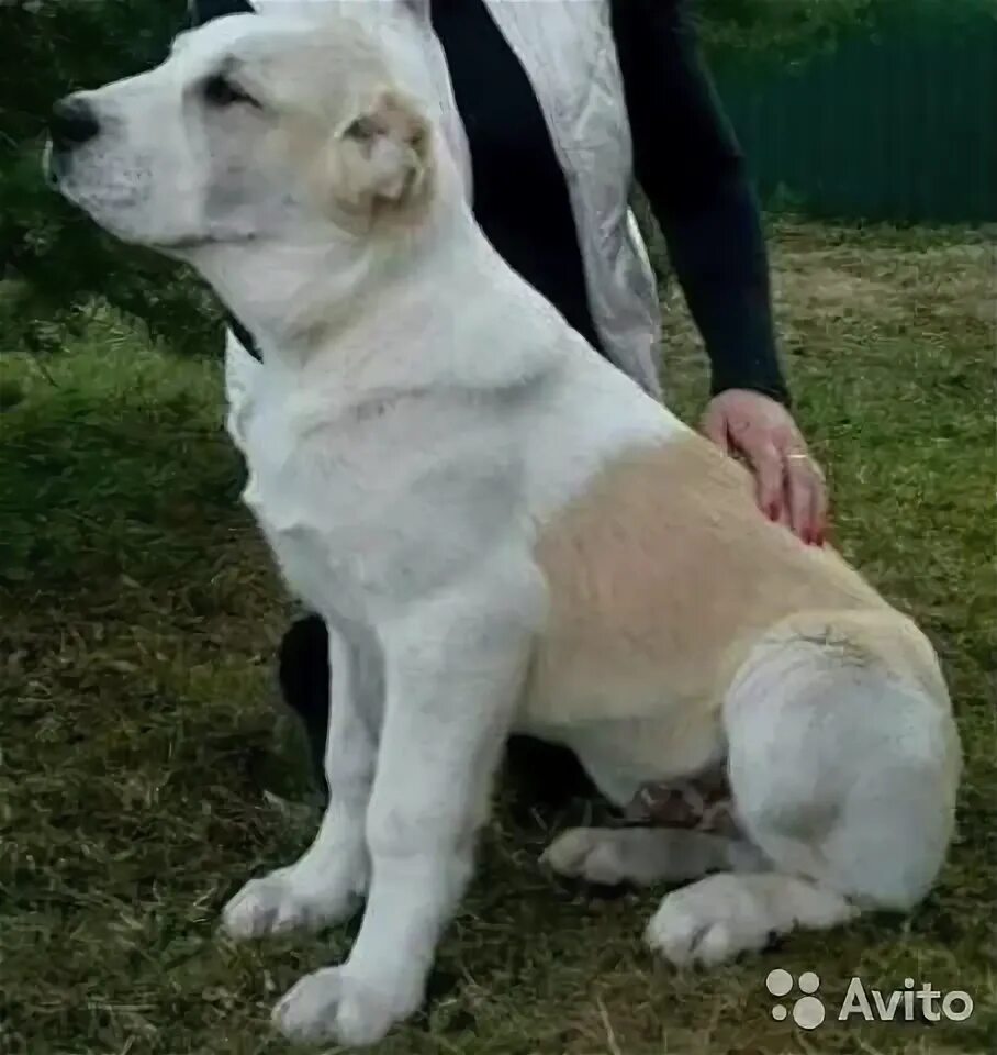 Алабай 5 месяцев фото Среднеазиатская овчарка алабай щенки купить в Судже Животные и зоотовары Авито