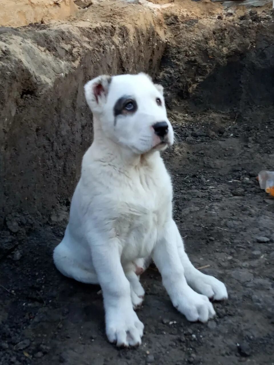 Алабай 5 месяцев фото Картинки ЩЕНОК АЛАБАЯ В МЕСЯЦ