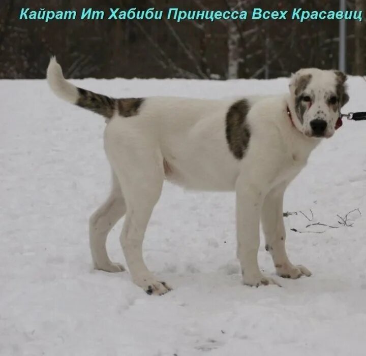 Алабай 7 месяцев фото Щенки Среднеазиатской овчарки - купить в Екатеринбурге, цена 8 000 руб., продано