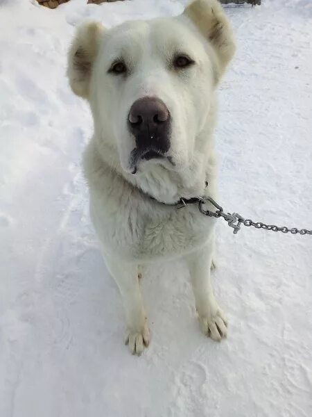 Алабай 7 месяцев фото Декси 1 год 7 месяцев алабай