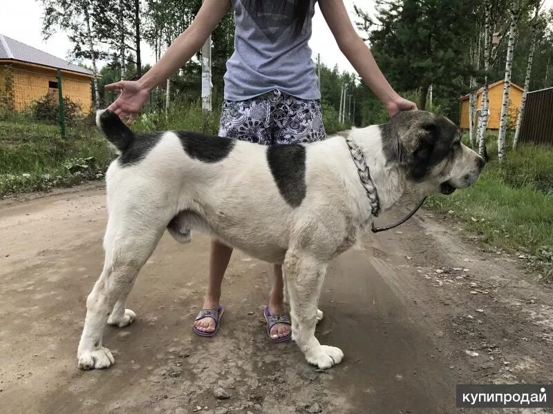 Алабай без купированных ушей и хвоста фото Алабай.Щенки алабая в Санкт-Петербурге