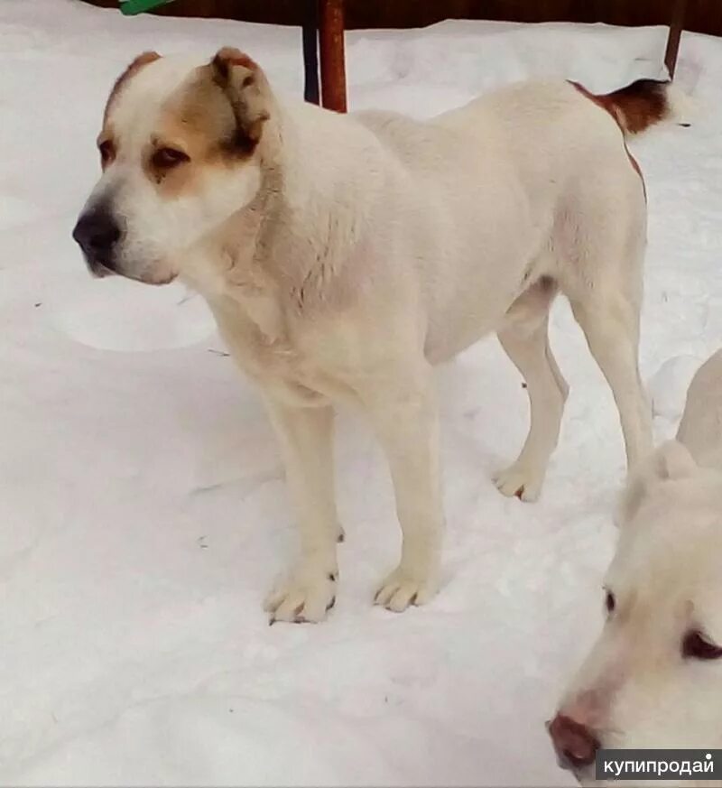 Алабай без купированных ушей и хвоста фото Щенки алабая(САО) в Малаховке