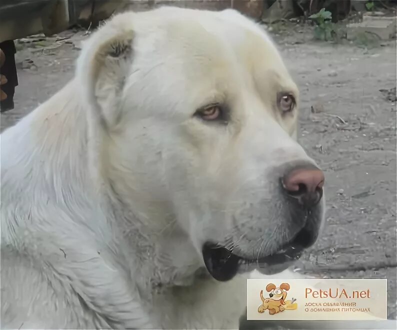 Алабай без купированных ушей и хвоста фото Продам сао, щенки алабай - купить сао, щенки алабай - АР Крым - PetsUA