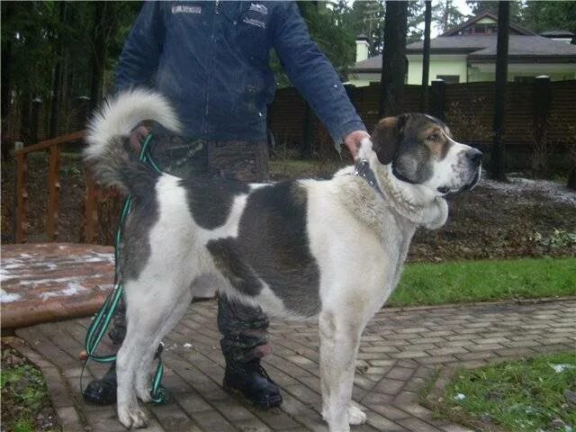 Алабай без купированных ушей и хвоста фото Фото алабая с ушами: найдено 89 изображений
