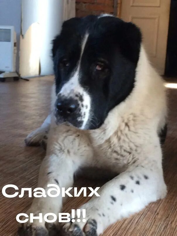 Алабай черно белый фото СПОКОЙНОЙ НОЧИ!!! 2023 Благотворительный фонд "Поможем вместе 39" ВКонтакте