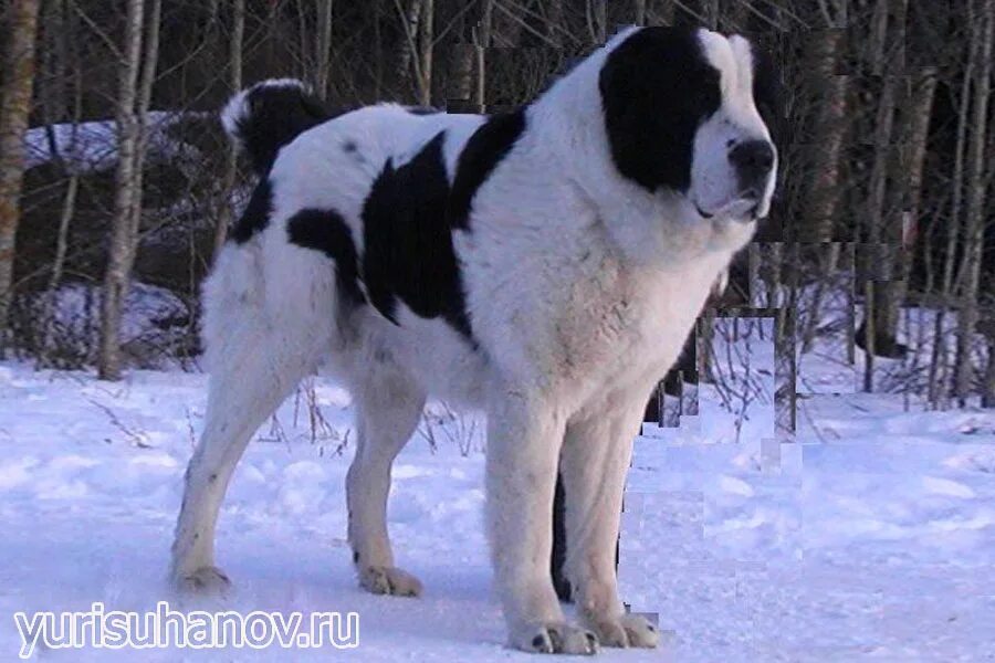 Алабай черно белый фото alabay-stoika - ДИАЛОГ С СОБАКОЙ