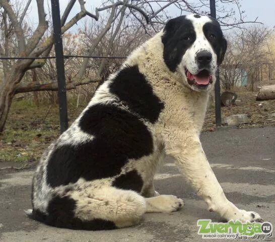 Алабай черно белый фото Красивая, подрощенная сука алабая. азиат, , Продажа Собак Ростов.