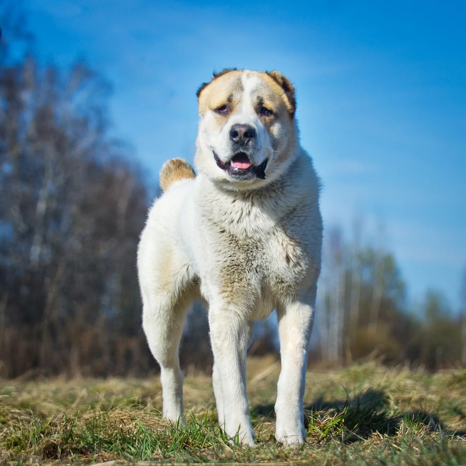 Алабай фото взрослой собаки Dudusik Dog - Дорога домой - Дарик - Помощь кавказским овчаркам