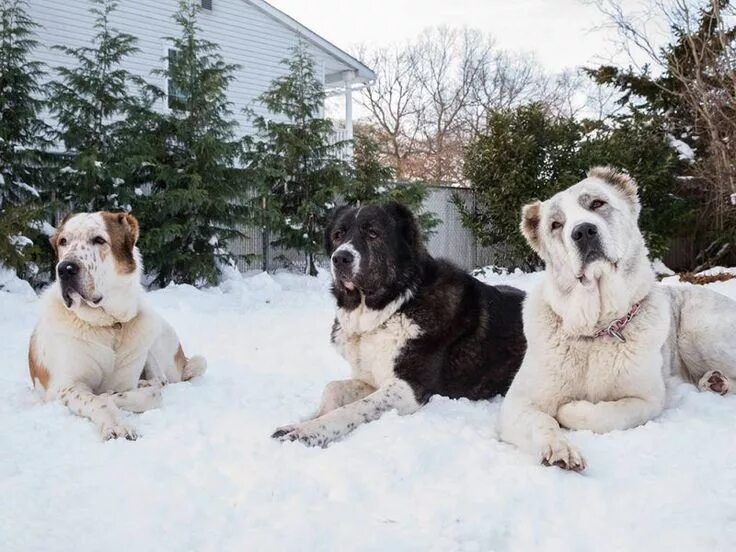 Алабай фото взрослой собаки Three Giant Livestock Guardian Dogs in the Snow