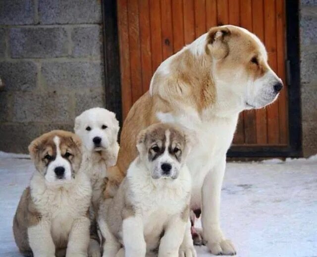 Алабай фото взрослых собак и щенков Alabia Alabai dog, Dog breeds, Dog kennel cover