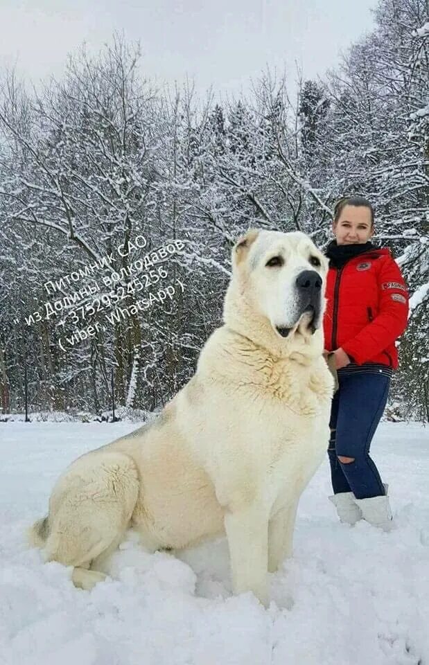 Алабай фото взрослых собак и щенков Купить Щенки среднеазиатской овчарки ЦАО алабай: отзывы, фото и характеристики н