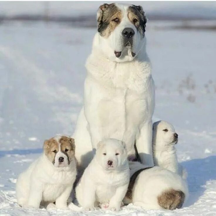 Алабай фото взрослых собак и щенков Alabai Dog: A Majestic and Protective Breed