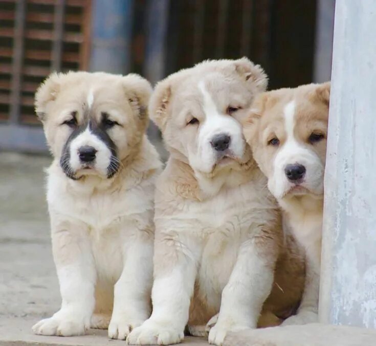 Алабай фото взрослых собак и щенков Pin on Puppies 3 Asian dogs, Alabai dog, Dog breeds