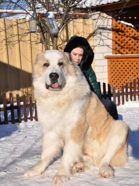 Алабай фото взрослых собак и щенков Pin by Roxy Ferry on Среднеазиатская овчарка / Central Asian Shepherd Dog Large 