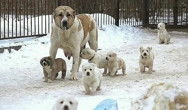 Алабай фото взрослых собак и щенков Pin em СОБАКИ Cachorro