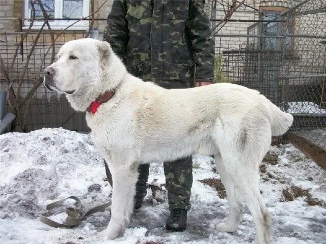 Алабай с некупированными ушами и хвостом фото Алабай хвост