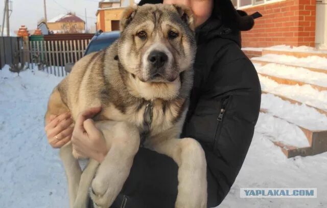 Алабай с овчаркой смесь фото Алабай и дворняги - ЯПлакалъ