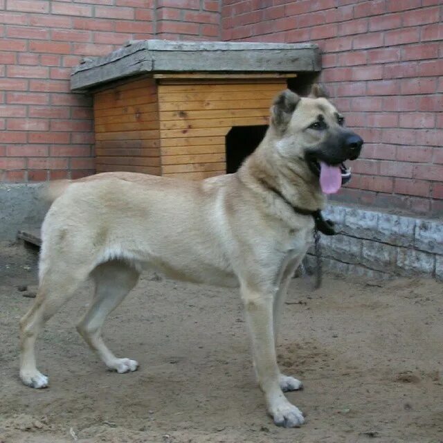 Алабай с овчаркой смесь фото Superdog gamalbishev Flickr