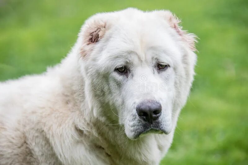 Алабай собака фото Head Shot Central Asian Shepherd Dog.Alabai Dog Stock Photo - Image of haired, c