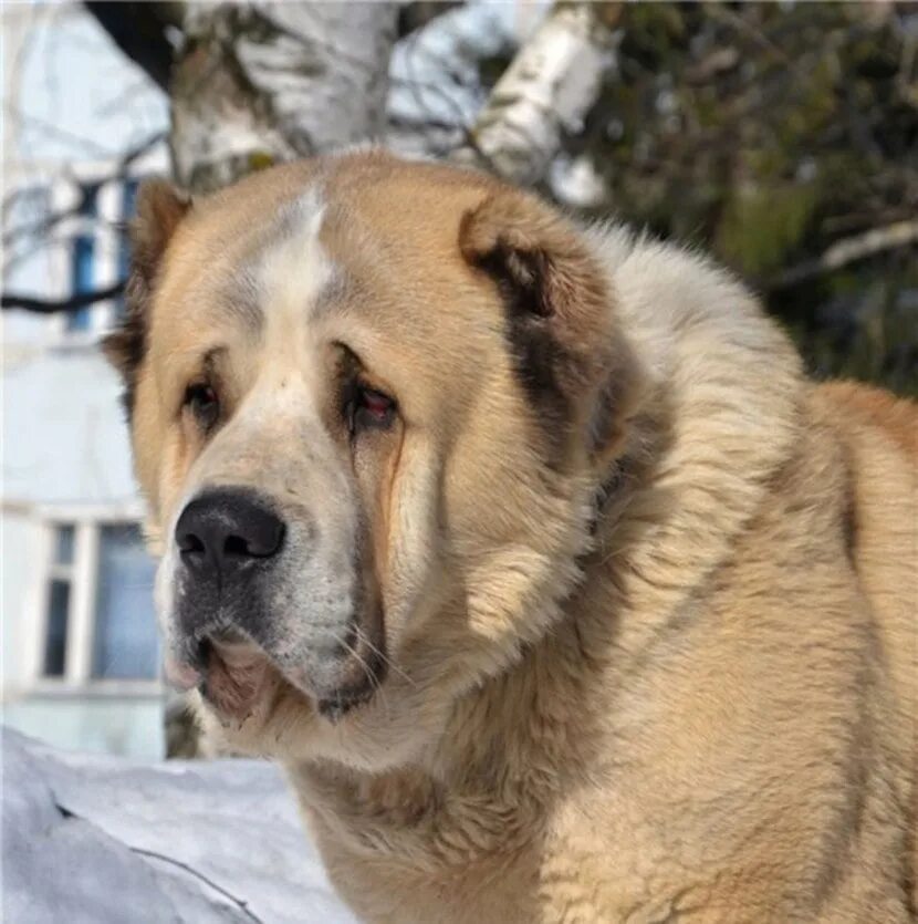 Алабай собака фото ИТ ТУРАЛЫ МАҚАЛДАР... Сүйек жесе де , иттің боғынан қылшық шығады. Иттің атасы ж