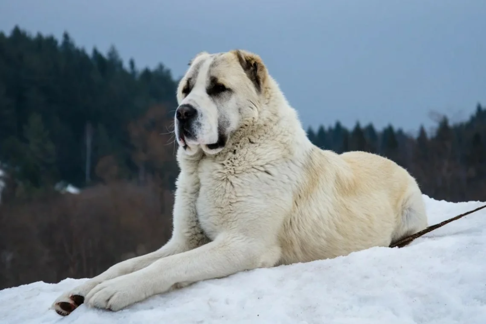 Алабай собака фото Сильнее просто не бывает! Топ 5 самых сильных пород собак Alabai dog, Asian dogs