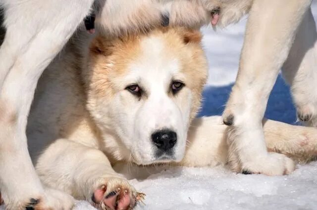 Алабай собака фото Why does the dog break the house? What leads to the fact that the dog begins to 