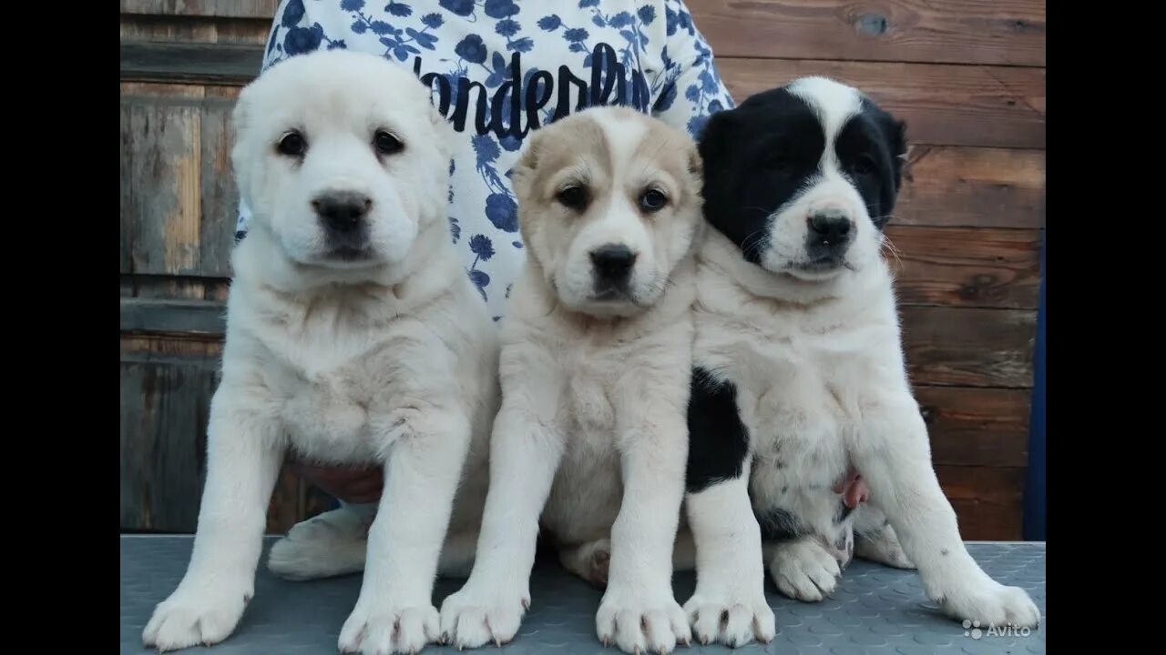 Алабай собака фото цена щенка Little puppies are eating. Alabai puppies-central asian shepherd dog. - YouTube