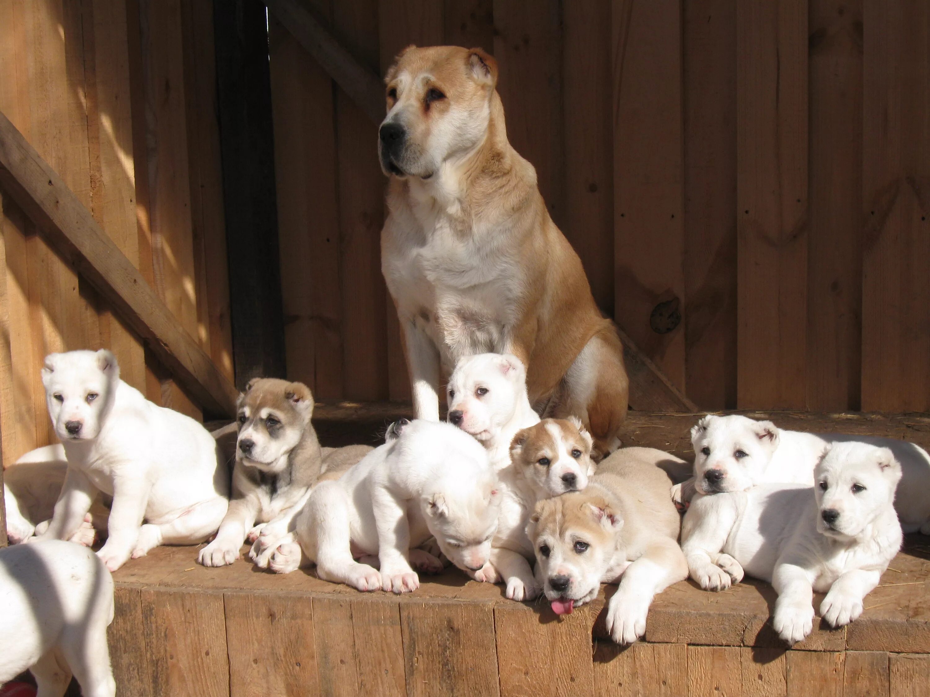 Алабай собака фото цена щенка Alabai with their puppies Desktop wallpapers 1024x1024