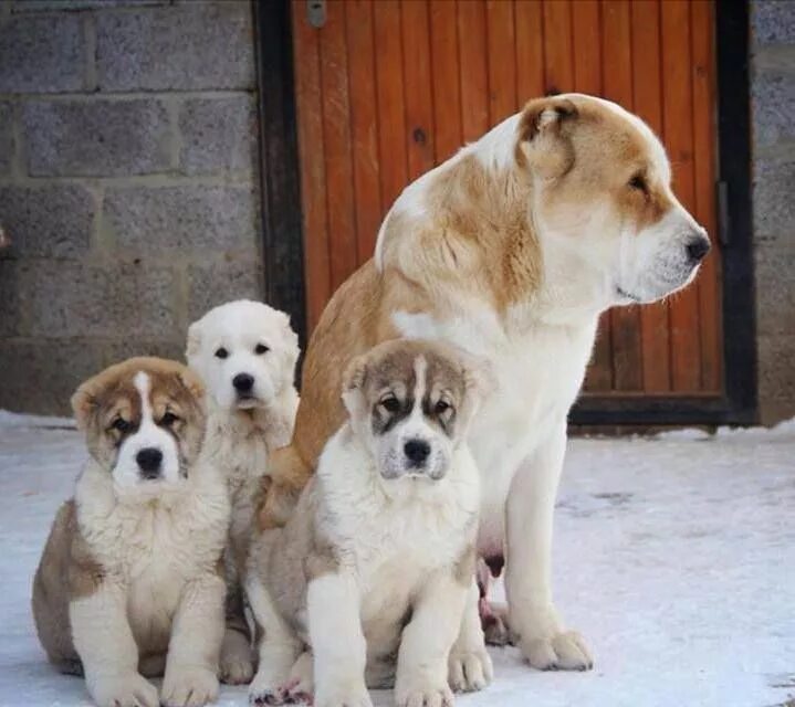 Алабай собака фото цена щенка alabai mom and her kids!! Animali, Cuccioli, Cani