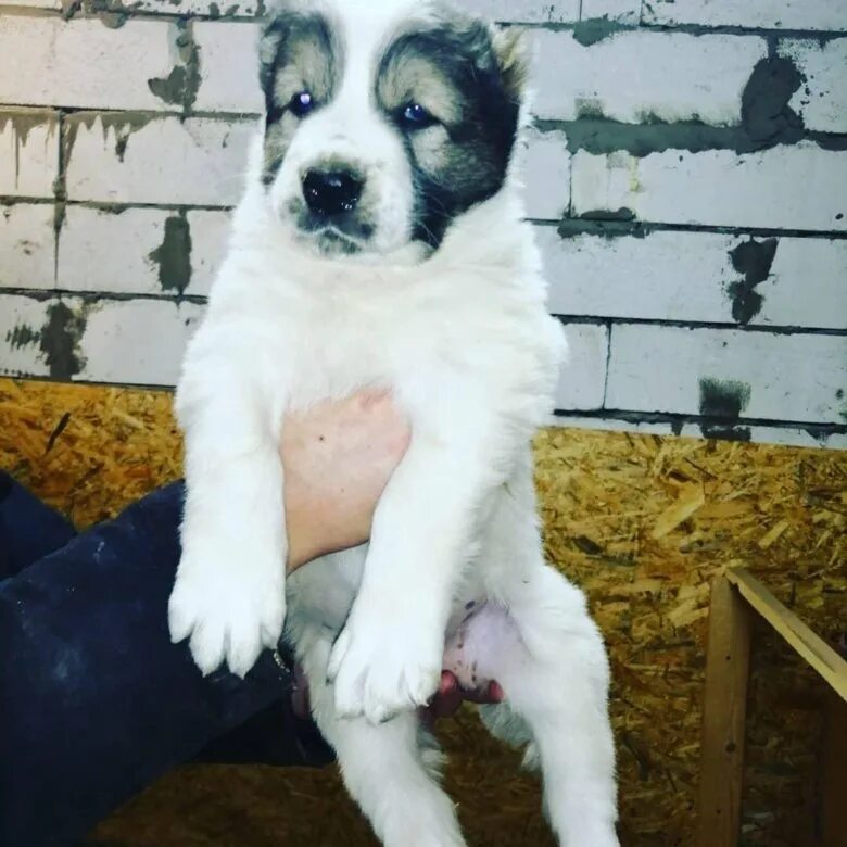Алабай собака фото цена щенка рублях Алабай щенки - купить в Воронеже, цена 7 000 руб., продано 11 марта 2019 - Собак