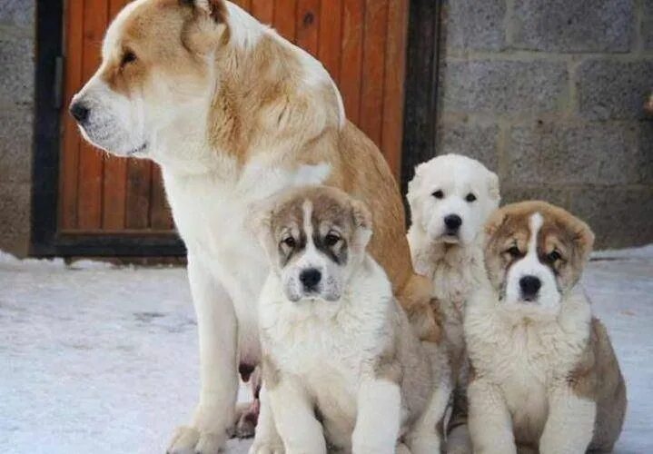 Алабай собака фото цена щенка рублях характеристика Алабай Особенности Породы и Содержания, Фото Среднеазиатской Овчарки Cute animal