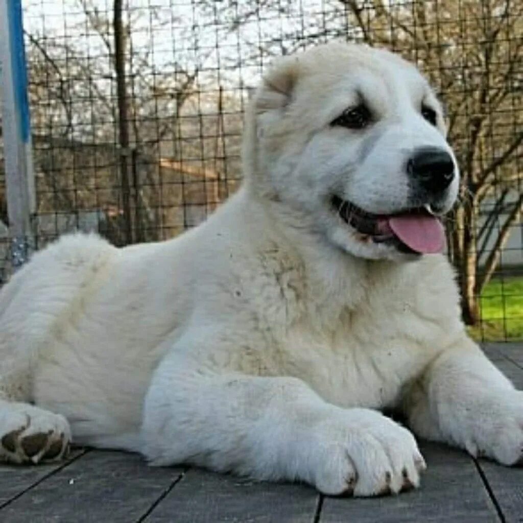 Алабай собака фото цена щенка рублях характеристика Проваливай! И скажи спасибо, что не усыпил! - дверца автомобиля захлопнулась, ма