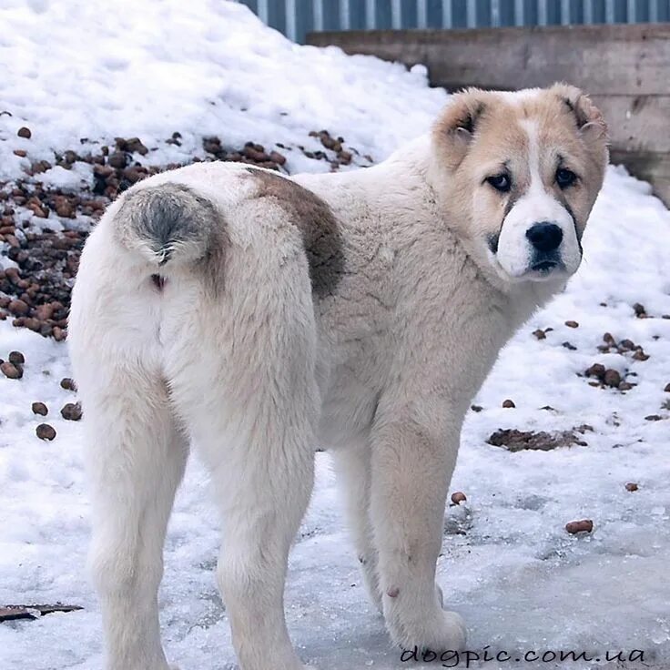 Алабай собака фото цена щенка в казани Alabai dog, Large dog breeds, Unusual dog breeds