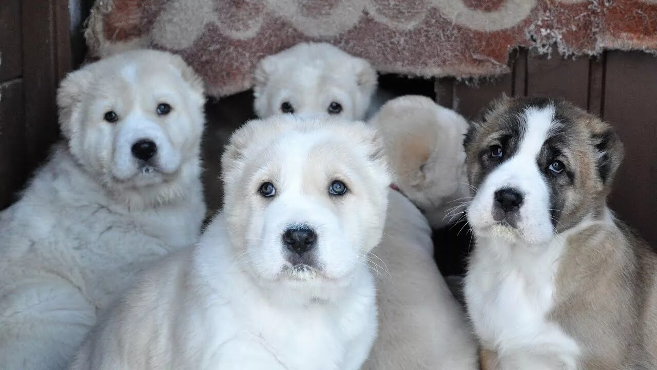 Алабай собака фото цена щенка в казани Нужен щенок алабая: найдено 88 картинок