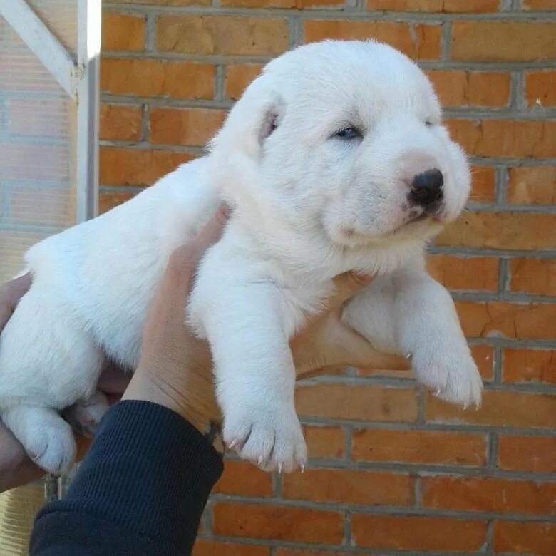 Алабай собака фото цена щенка в казани Щенки - купить в Афонино, цена 6 500 руб., продано 30 марта 2020 - Собаки