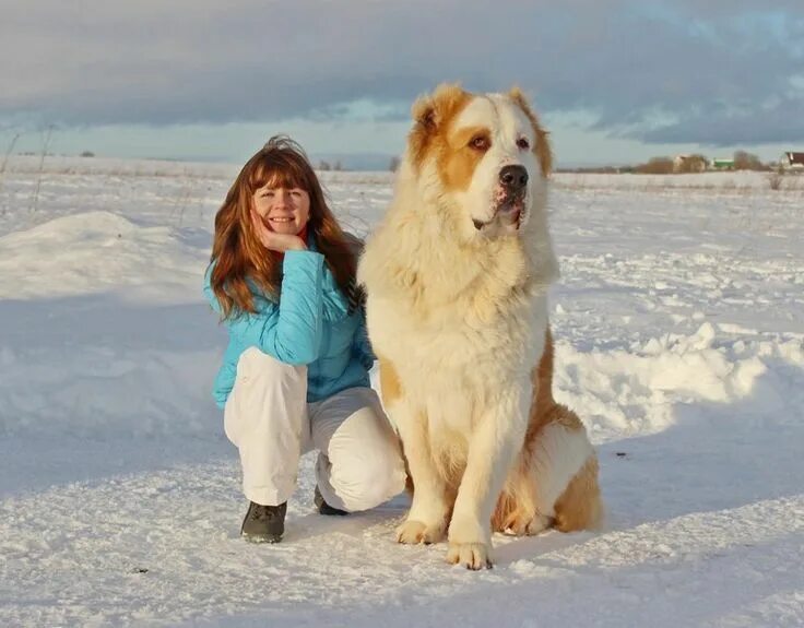 Алабай собака фото взрослая в полный рост Pin by yogi solanki on Quick Saves Dogs, Shepherd dog, Breeds