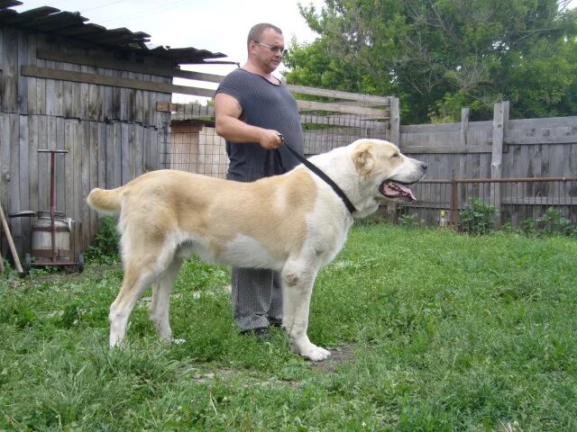 Алабая собака фото рост Продаю щенки среднеазиатской овчарки, цена: 35000 руб, частное объявление в разд